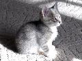 Tybalt rfi - 2008 sze